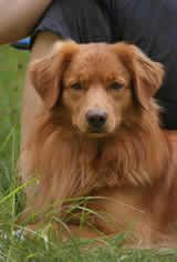 toller-ruede-mogwai-portrait